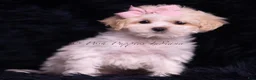 Maltipoo dogs for sale: Miley - Ad 2