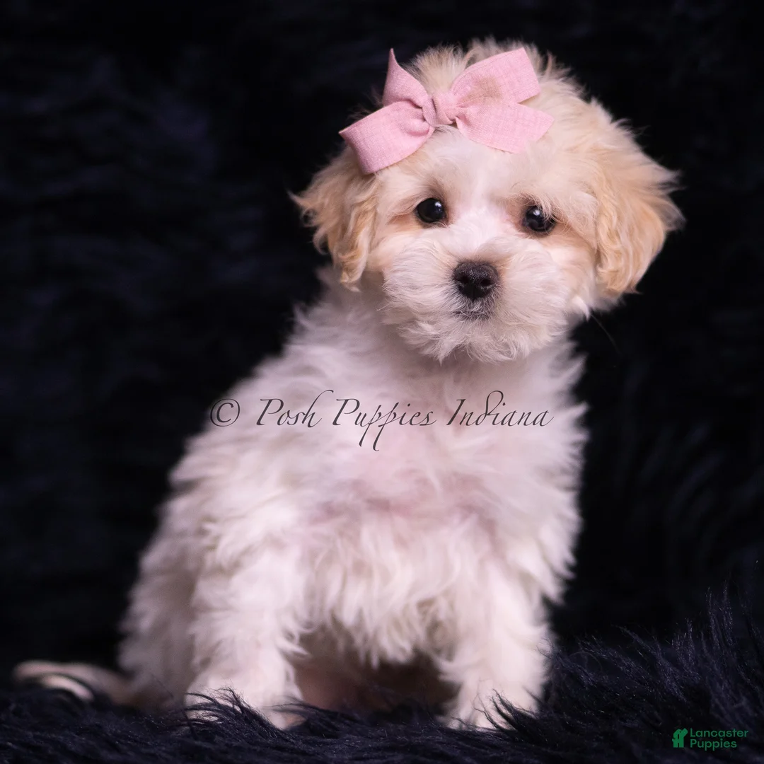 Maltipoo dogs for sale: Miley - Ad 2