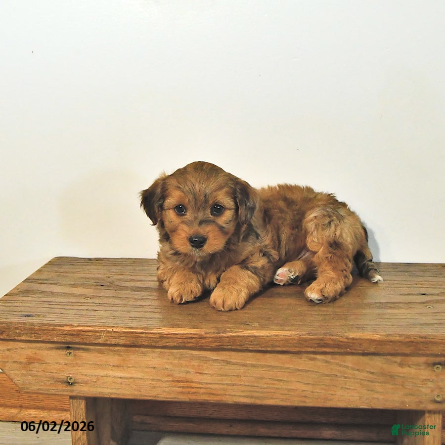 Mixed Breed dogs Skip  - Ad 2