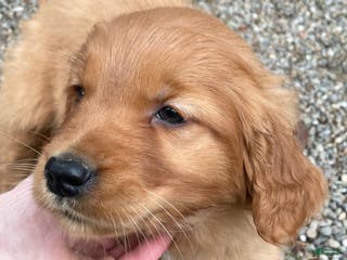 Golden Retriever dogs Rusty - Ad 3