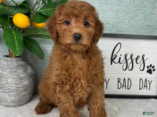 Mini Goldendoodle dogs Greyson - Ad 39