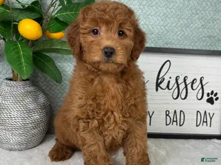 Mini Goldendoodle dogs Greyson - Ad 8