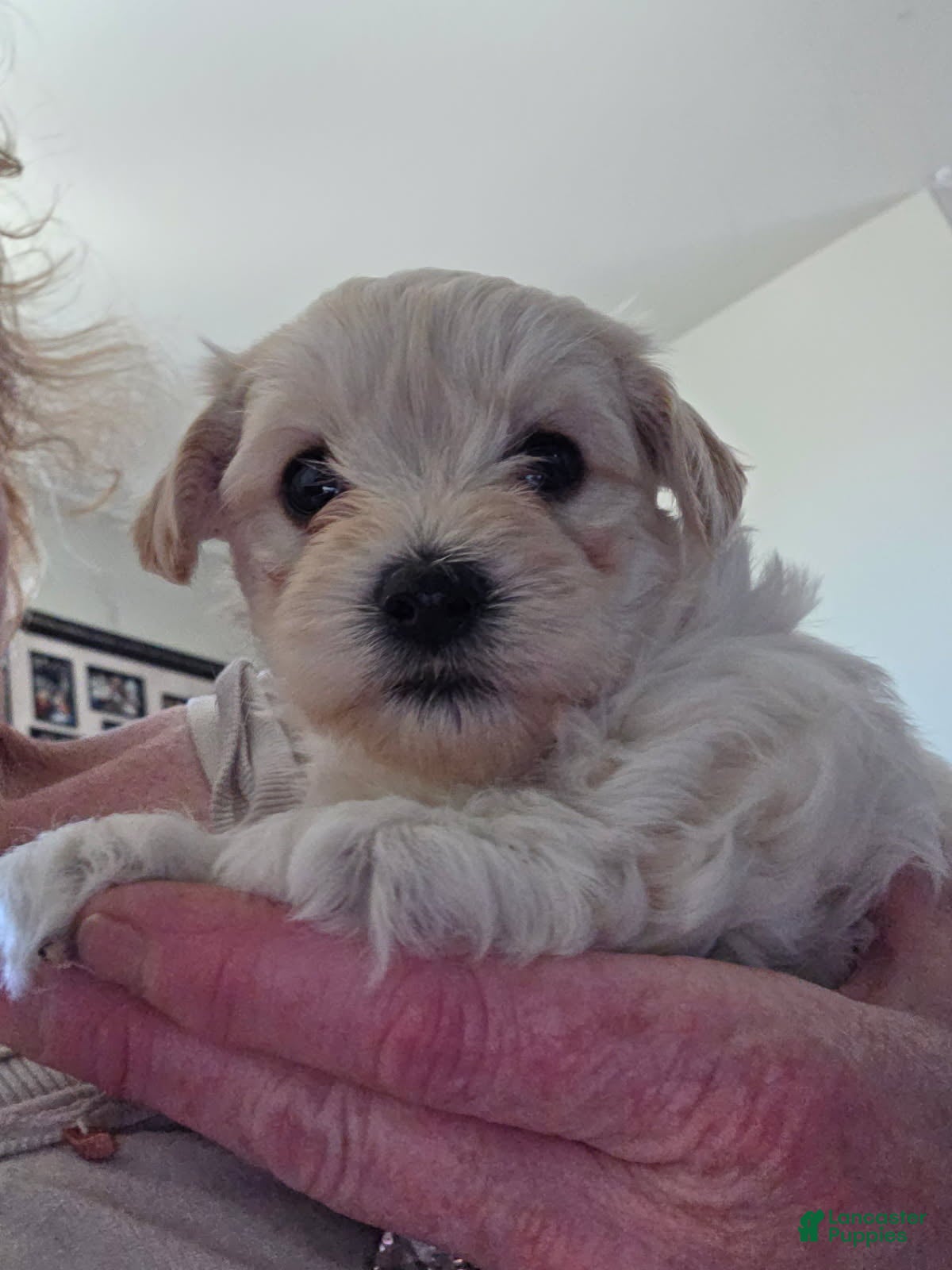 Morkie dogs Bubba - Ad 2