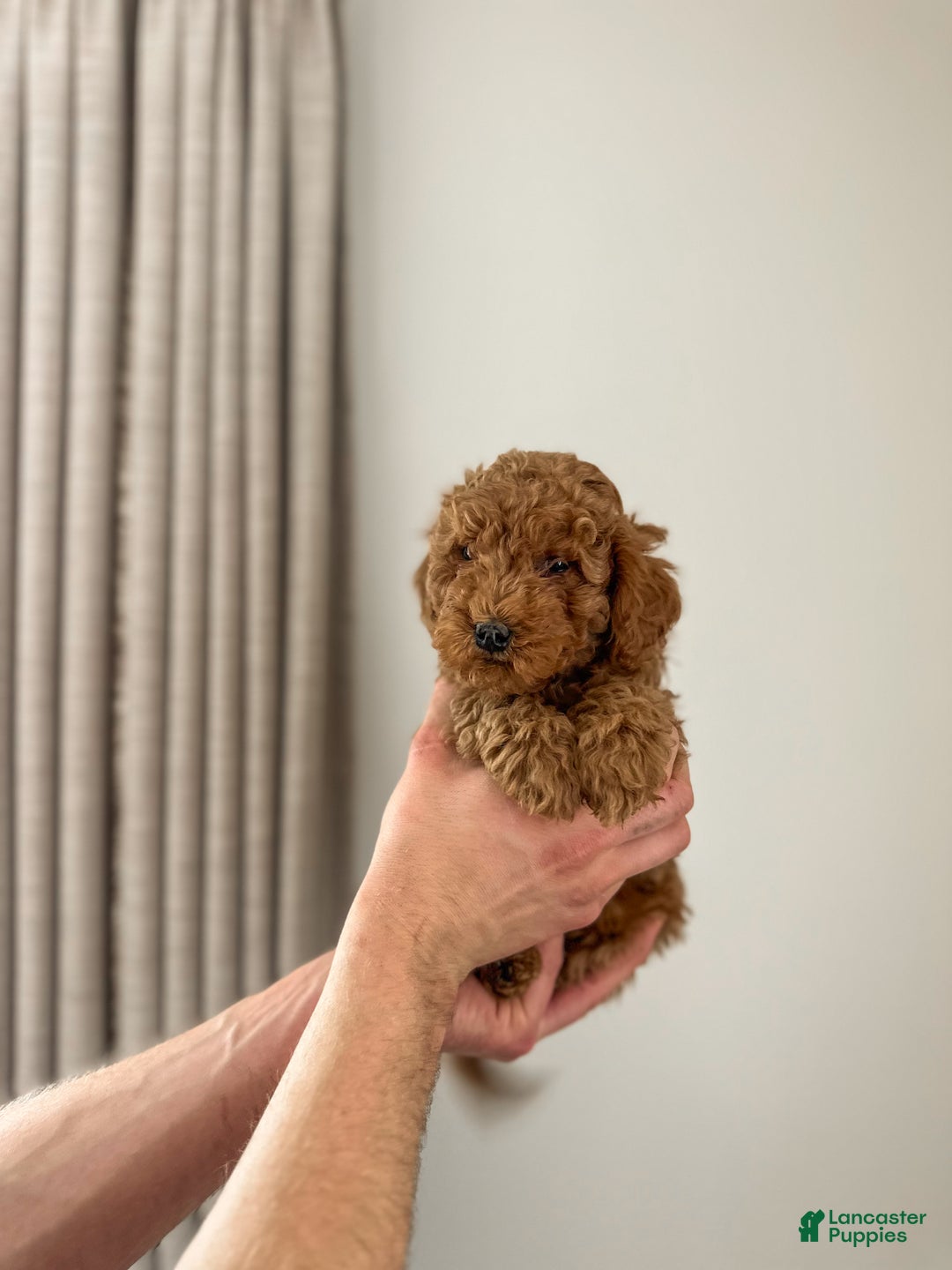 Mini Goldendoodle dogs for sale: Kai - Ad 3