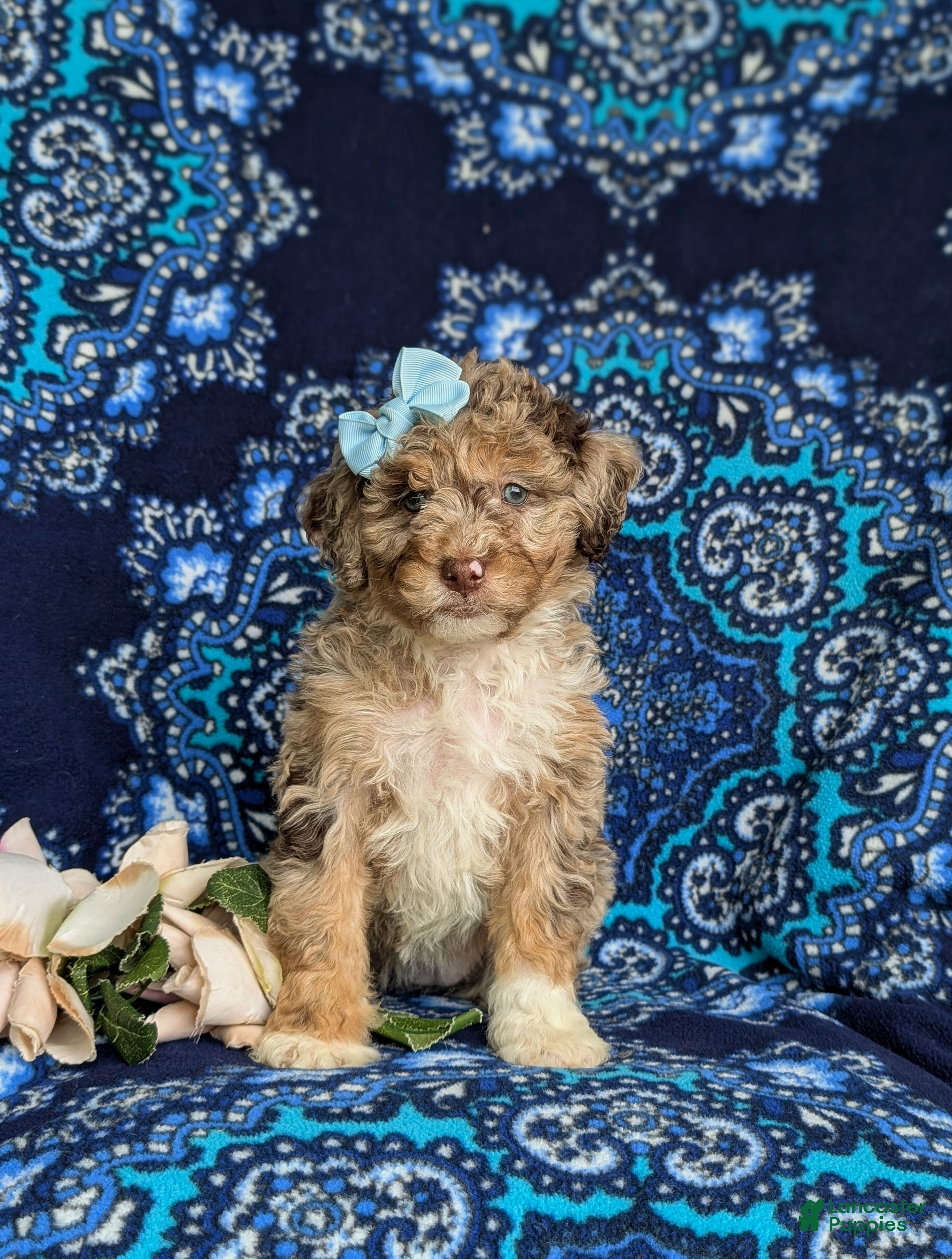 Mini Bernedoodle dogs Scarlett Hypoallergenic - Ad 2