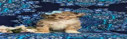 Mini Bernedoodle dogs for sale: Scarlett Hypoallergenic - Ad 2