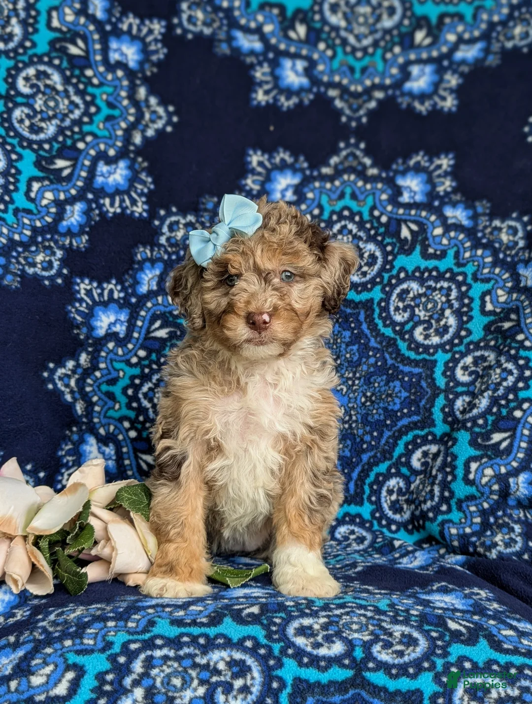 Mini Bernedoodle dogs for sale: Scarlett Hypoallergenic - Ad 2