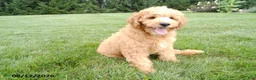 Mini Goldendoodle dogs for sale: Scooter - Ad 6