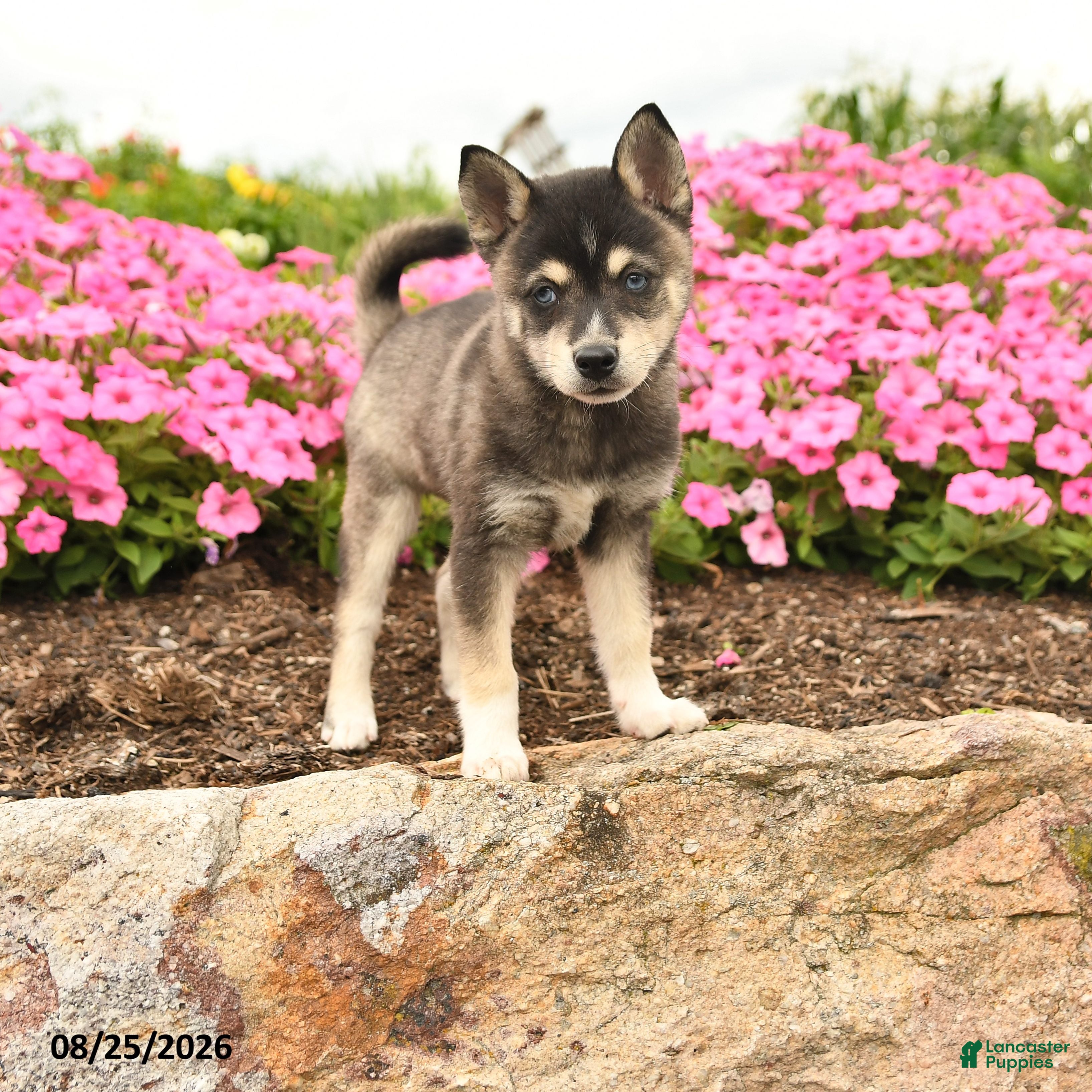 Alaskan Klee Kai dogs Grace - Ad 1