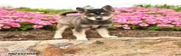 Alaskan Klee Kai dogs for sale: Grace - Ad 1