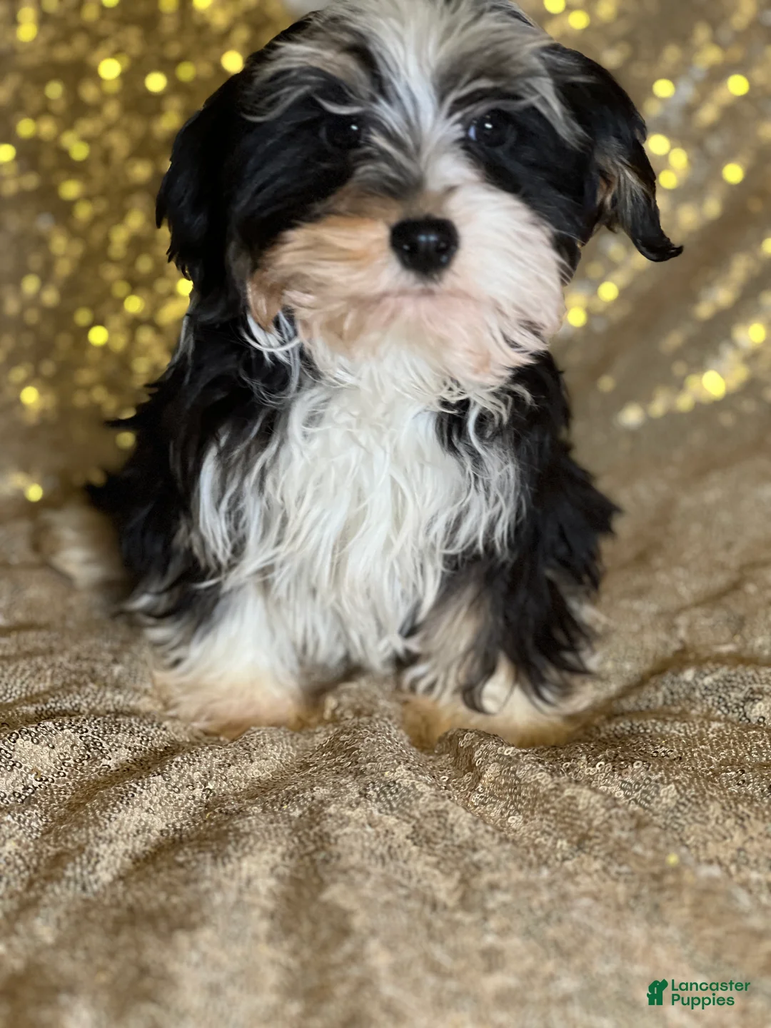 Havanese dogs for sale: Nikki - Ad 7