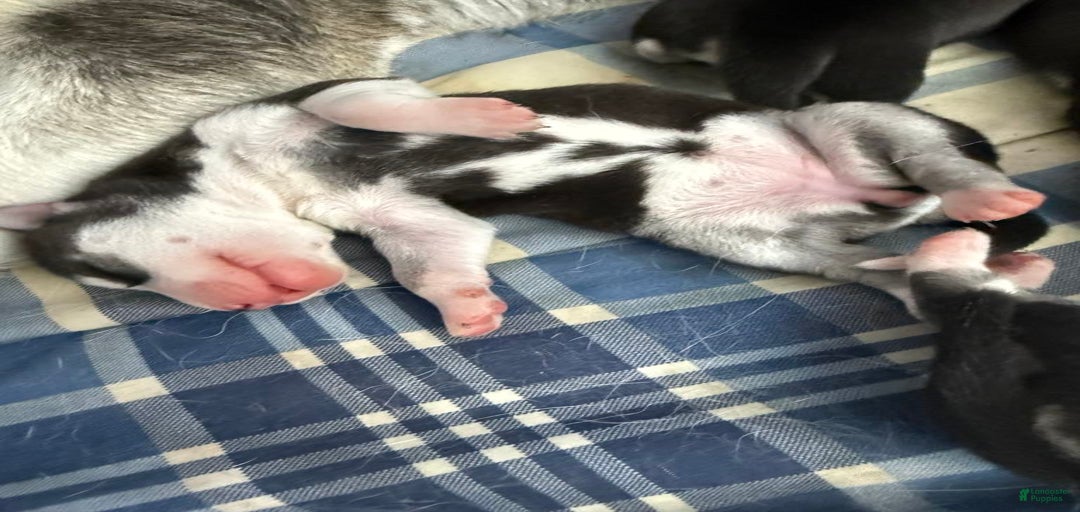 Gallery Image {{count}}