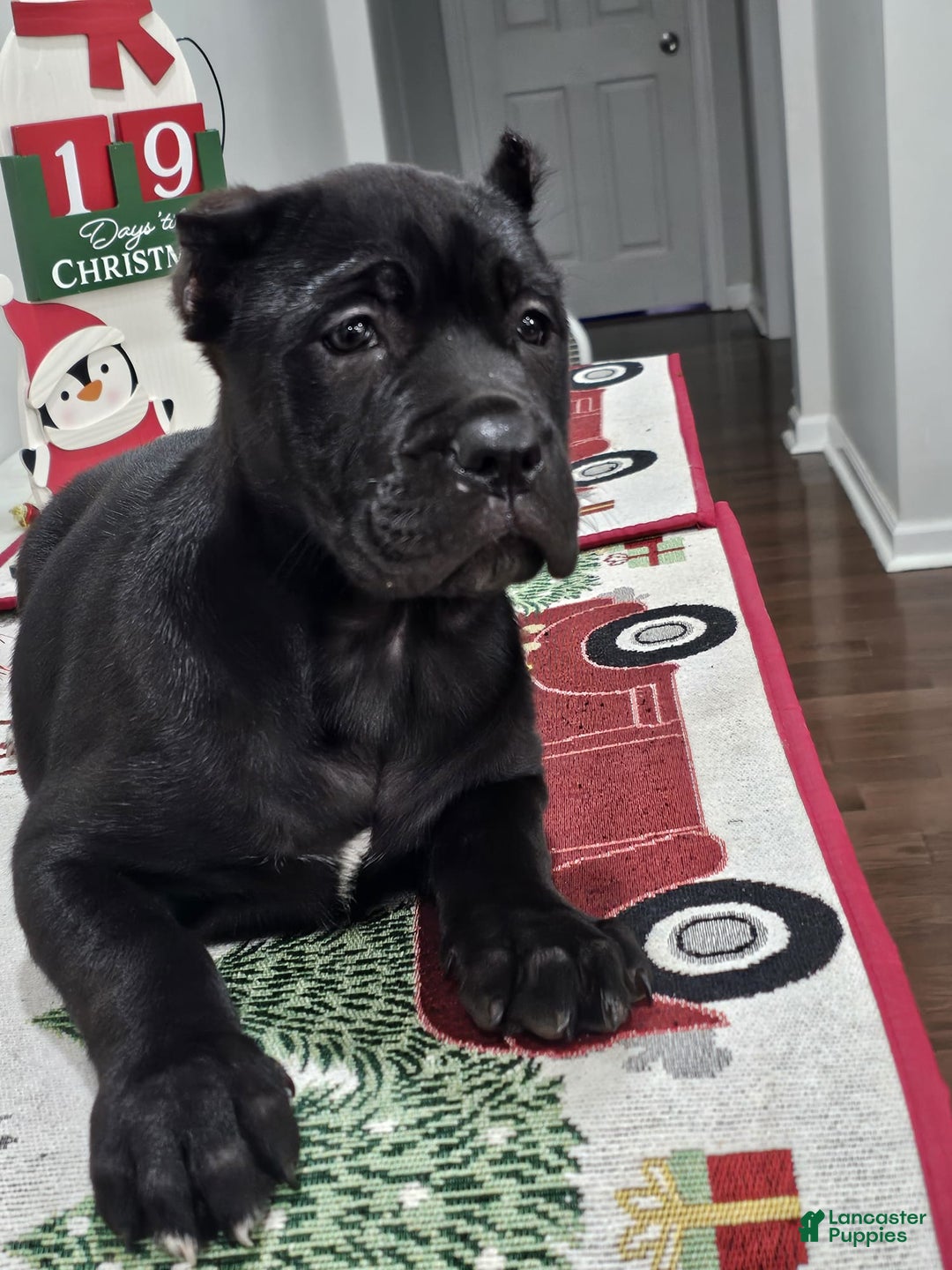 Cane Corso dogs for sale: GRACE - Ad 6
