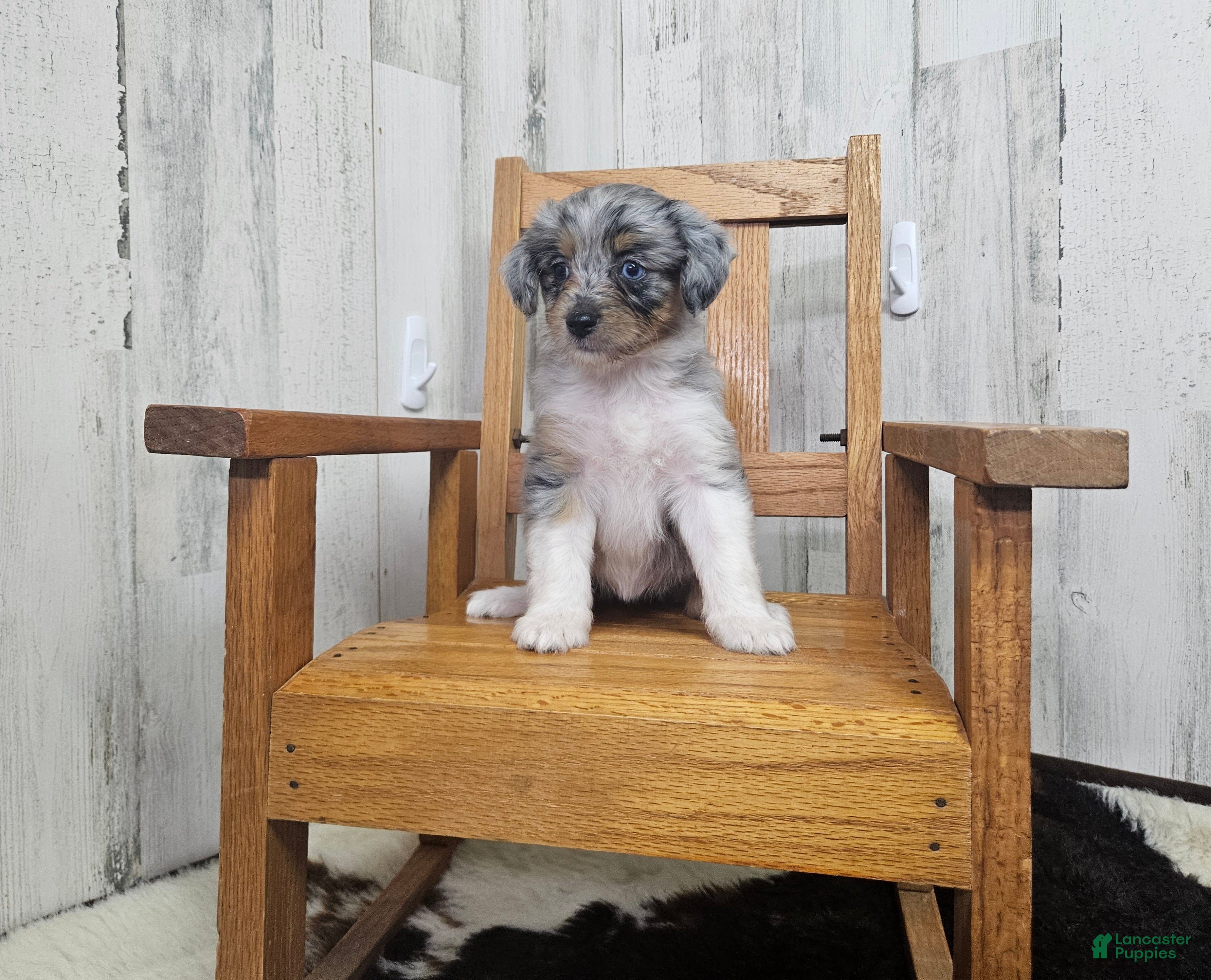 Mini Aussiedoodle dogs for sale: F1 Blueberry - Ad 2