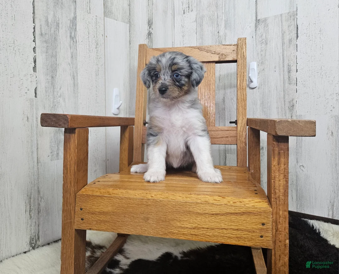 Mini Aussiedoodle dogs for sale: F1 Blueberry - Ad 1