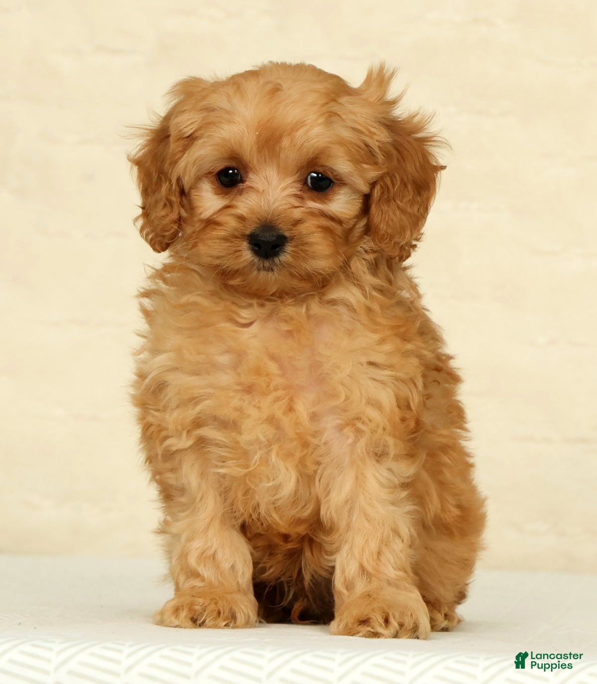 Cockapoo dogs Diesel - Ad 1