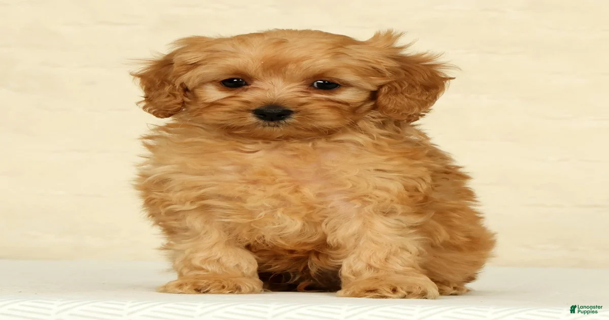 Black toy Cockapoo Puppies for sale | Lancaster Puppies