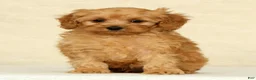 Cockapoo dogs for sale: Diesel - Ad 3