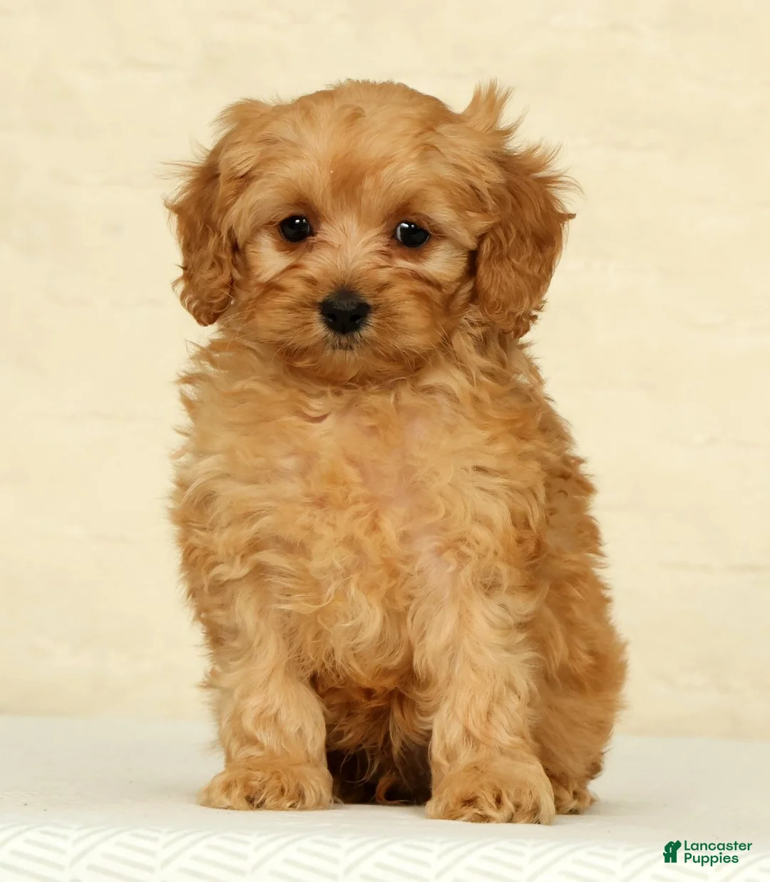 Cockapoo dogs for sale: Diesel - Ad 1