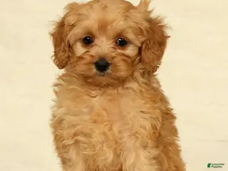 Cockapoo dogs Diesel - Ad 1