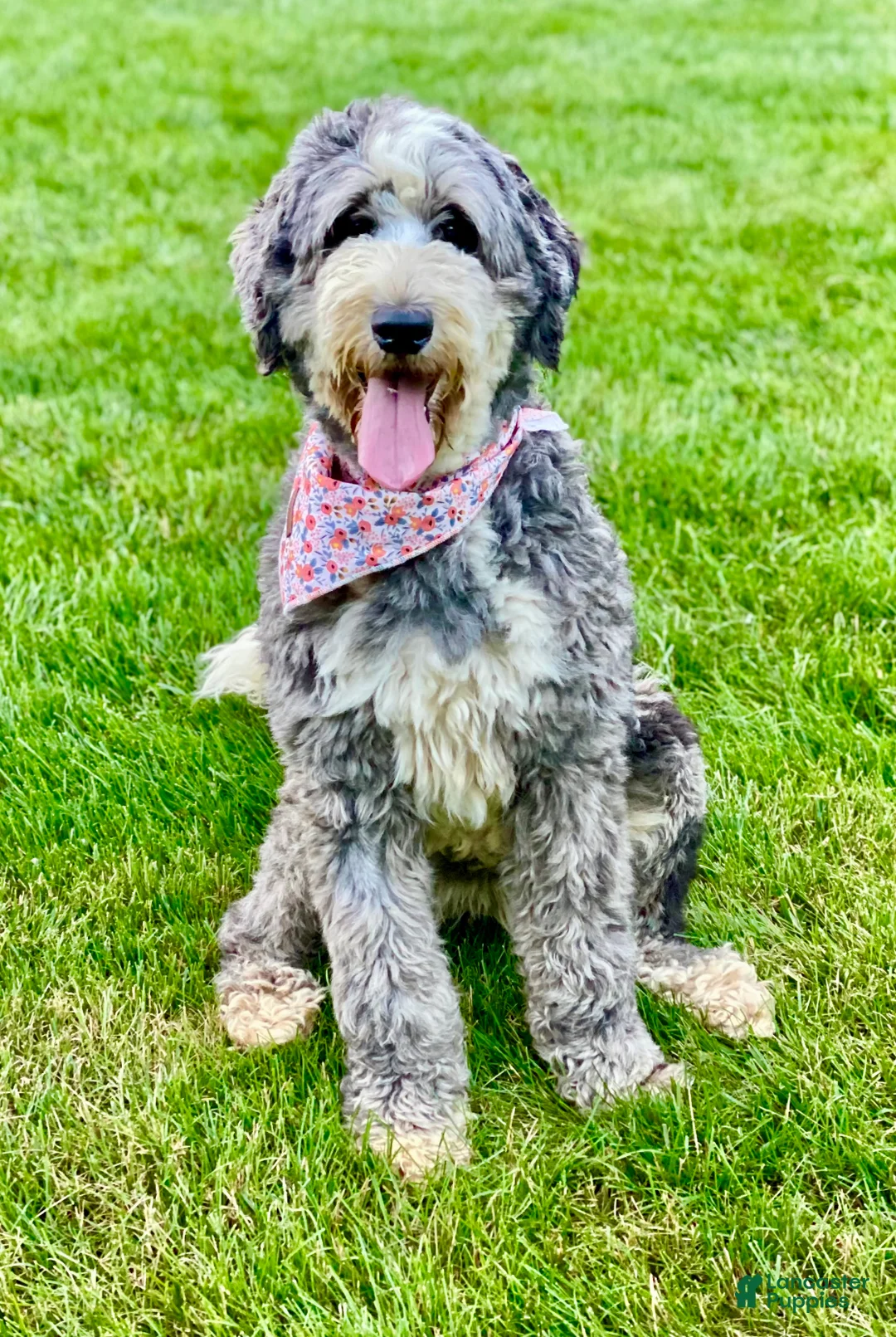 Bernedoodle dogs for sale: Praise  - Ad 7
