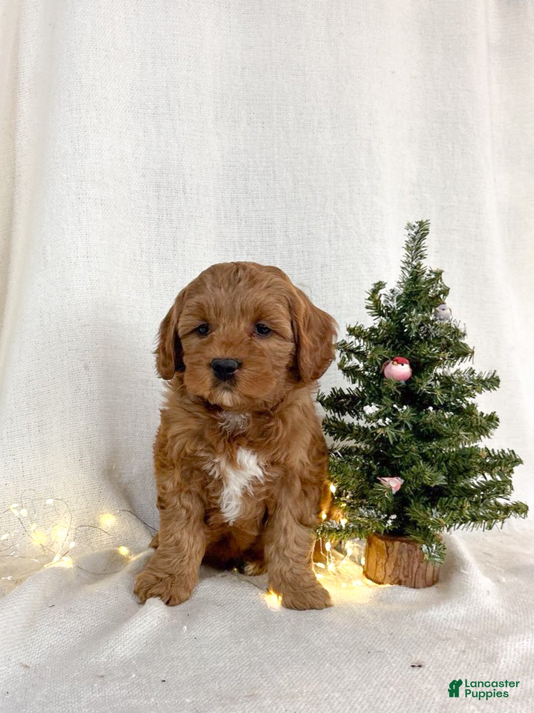Mini Goldendoodle dogs for sale: Ivy - Ad 3