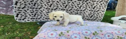 Miniature Dachshund dogs for sale: Bloom - Ad 5