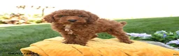 Miniature Poodle dogs for sale: Milo - Ad 4