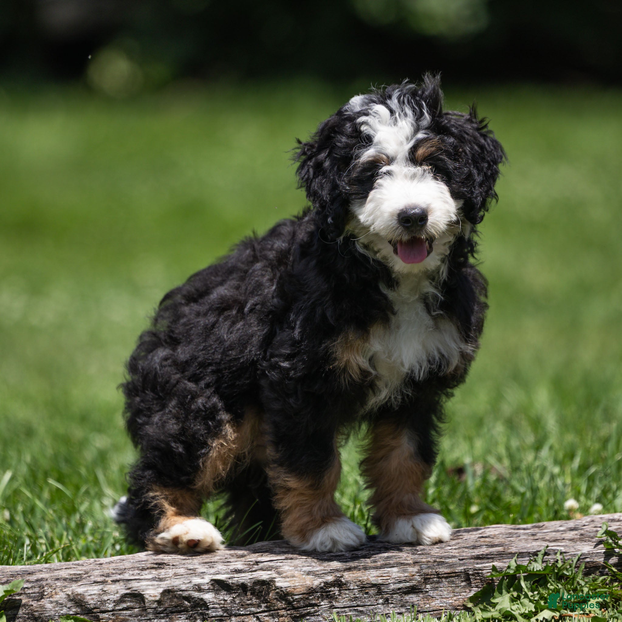Bernedoodle dogs Briggs Bernedoodle Puppy  - Ad 2