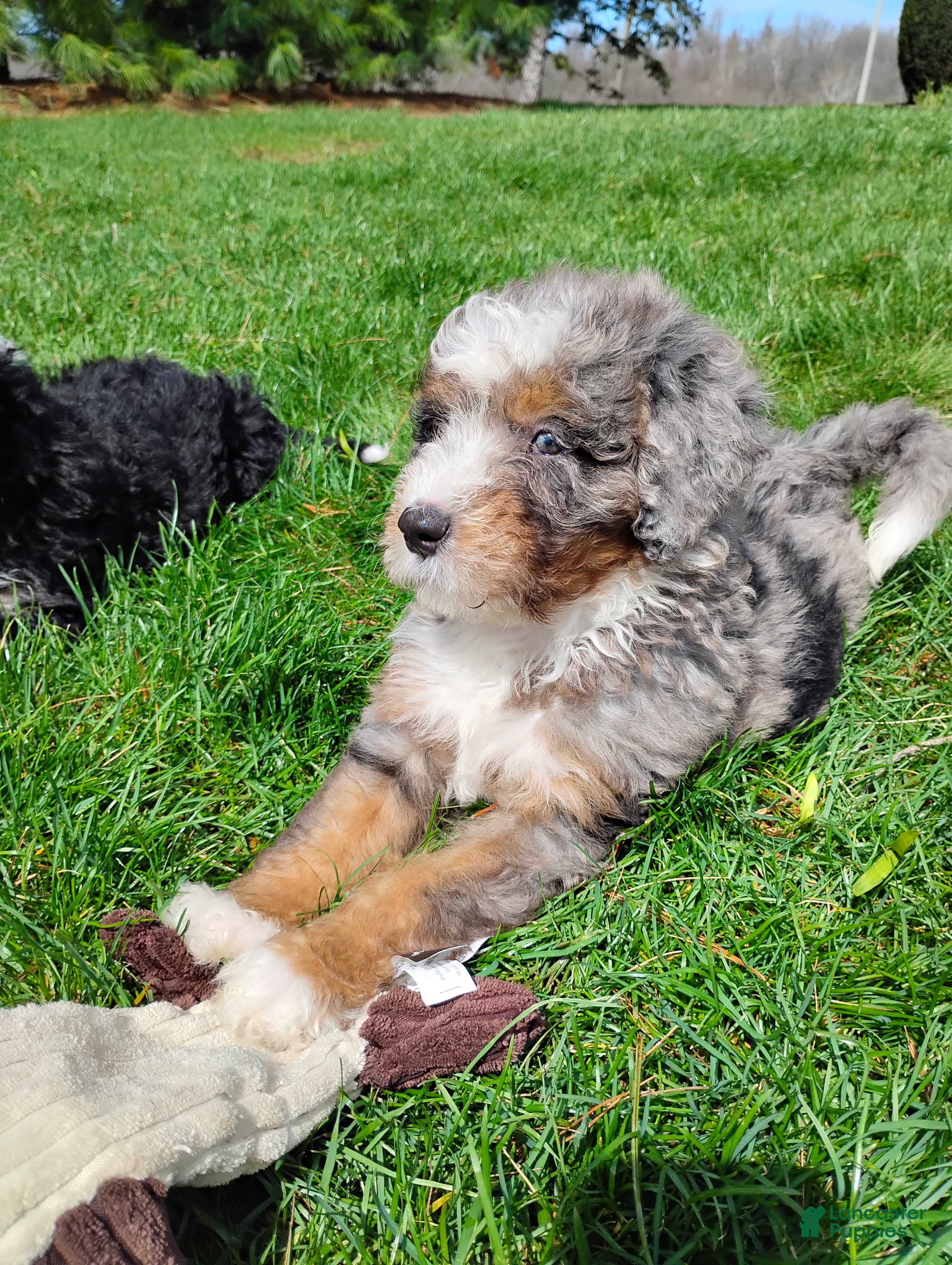 Mini Bernedoodle dogs Mini Bernedoodle Puppy 5 - Ad 2