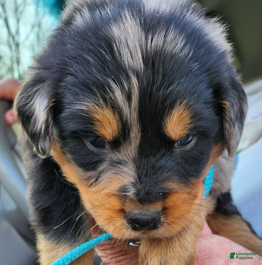 Miniature Australian Shepherd dogs Miniature Australian Shepherd Puppy 3 Andy - Ad 24