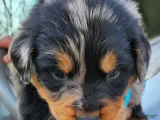 Miniature Australian Shepherd dogs Miniature Australian Shepherd Puppy 3 Andy - Ad 29