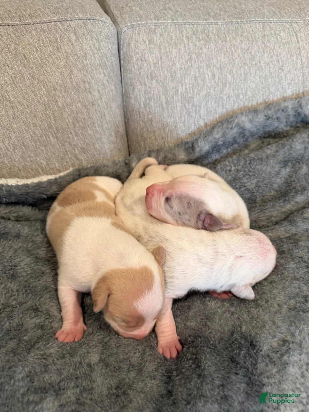 American Pit Bull Terrier dogs for sale: American Pit Bull Terrier Puppy 3 - Ad 1