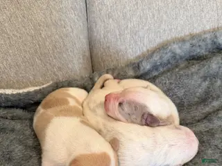 American Pit Bull Terrier dogs American Pit Bull Terrier Puppy 3 - Ad 14