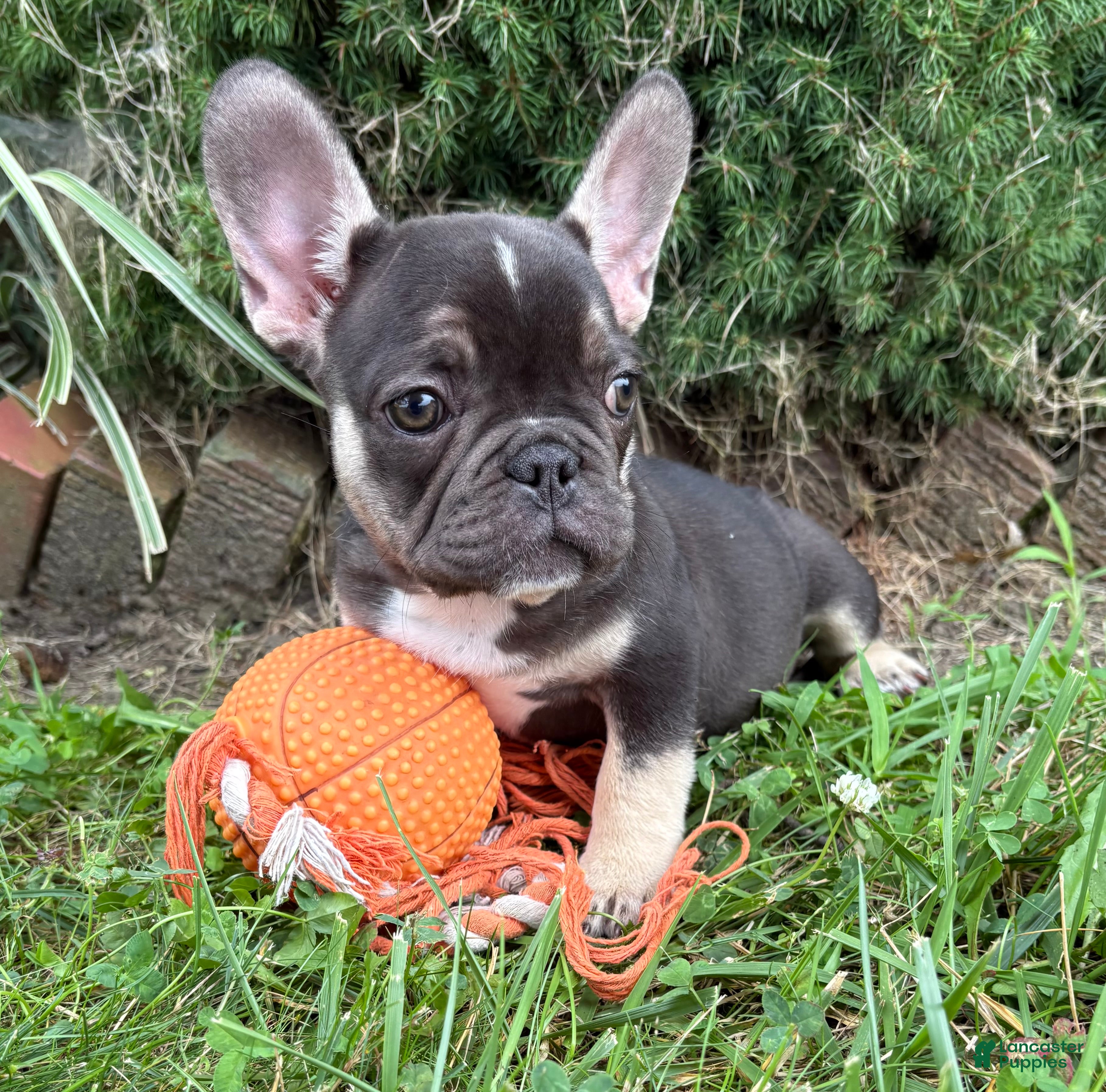 French Bulldog dogs Kiki - Ad 1