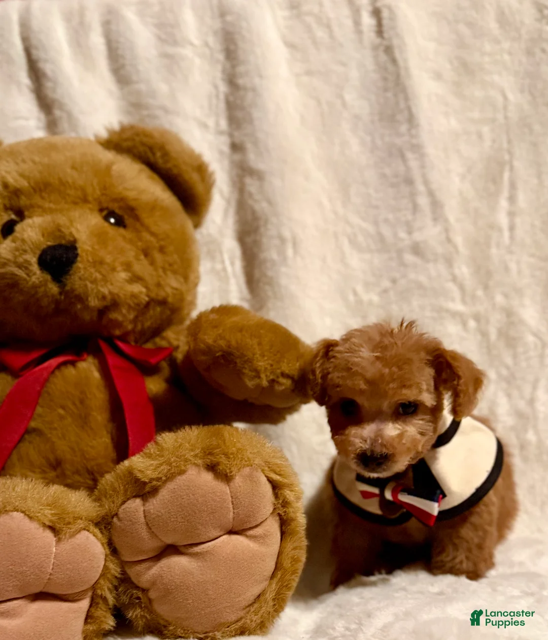 Toy Poodle dogs for sale: Junior - Ad 6