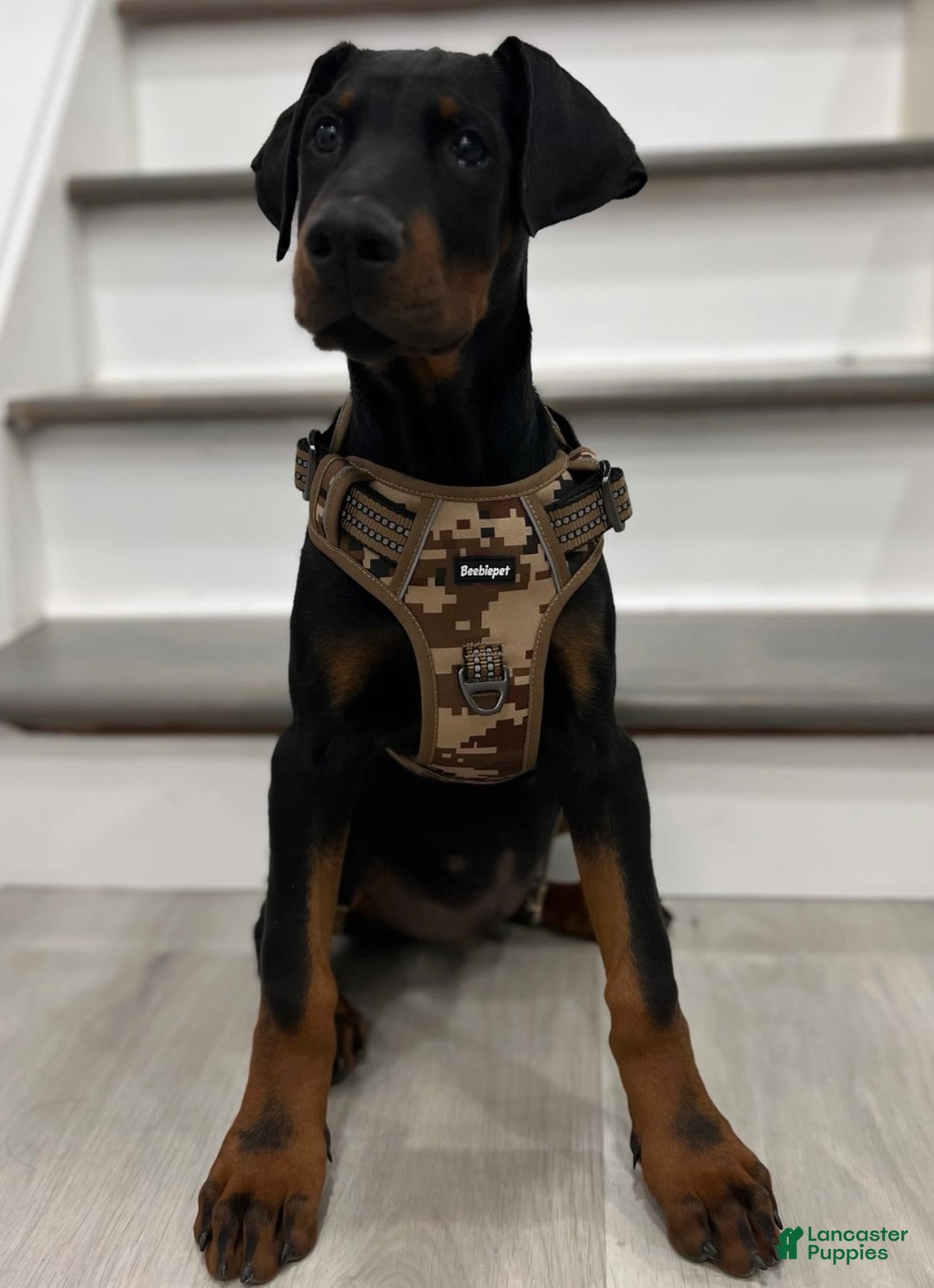 Doberman Pinscher dogs for sale: Doberman Pinscher Puppy 2 - Ad 2