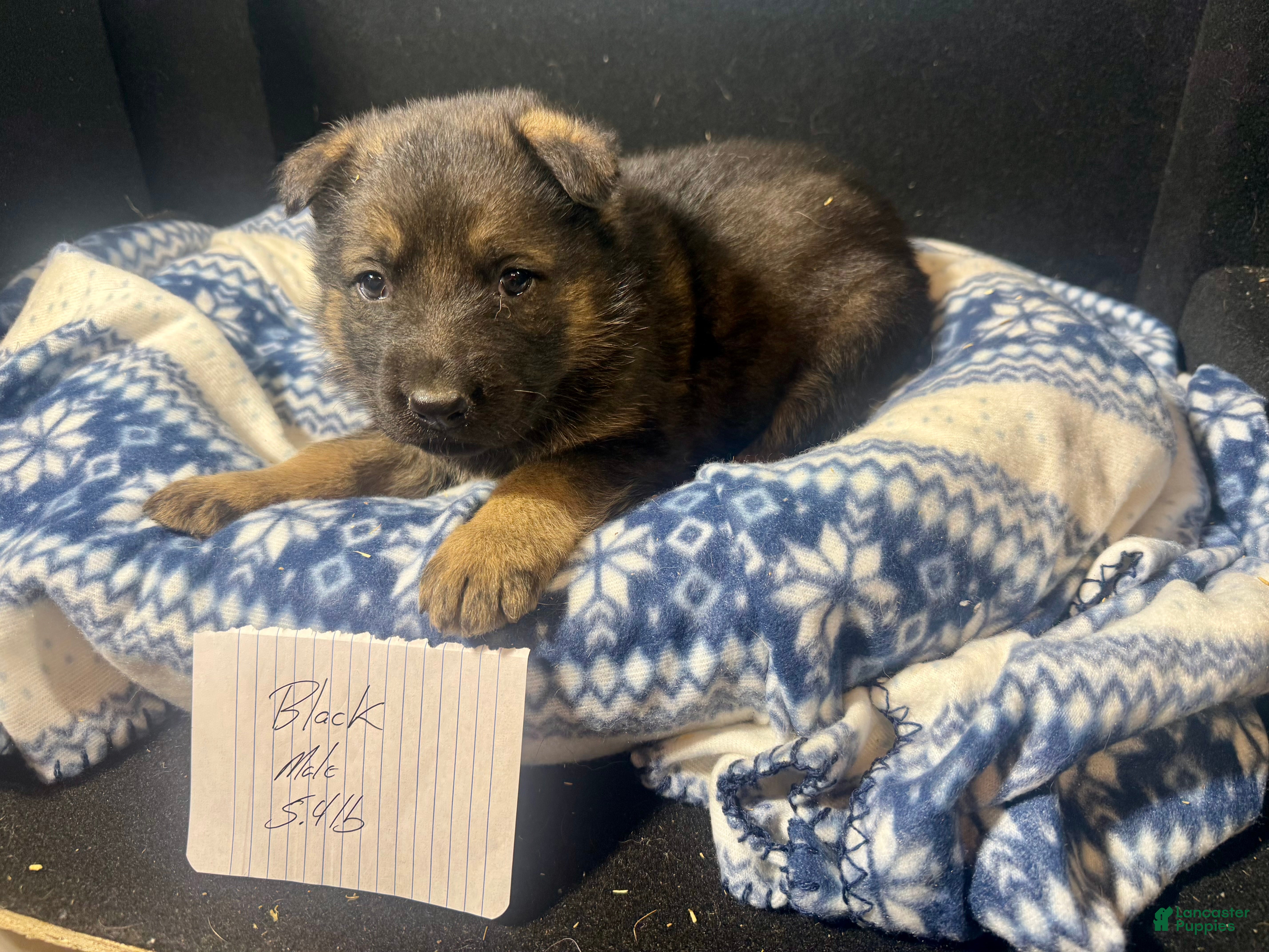 German Shepherd dogs for sale: German Shepherd Puppy 3 - Ad 1