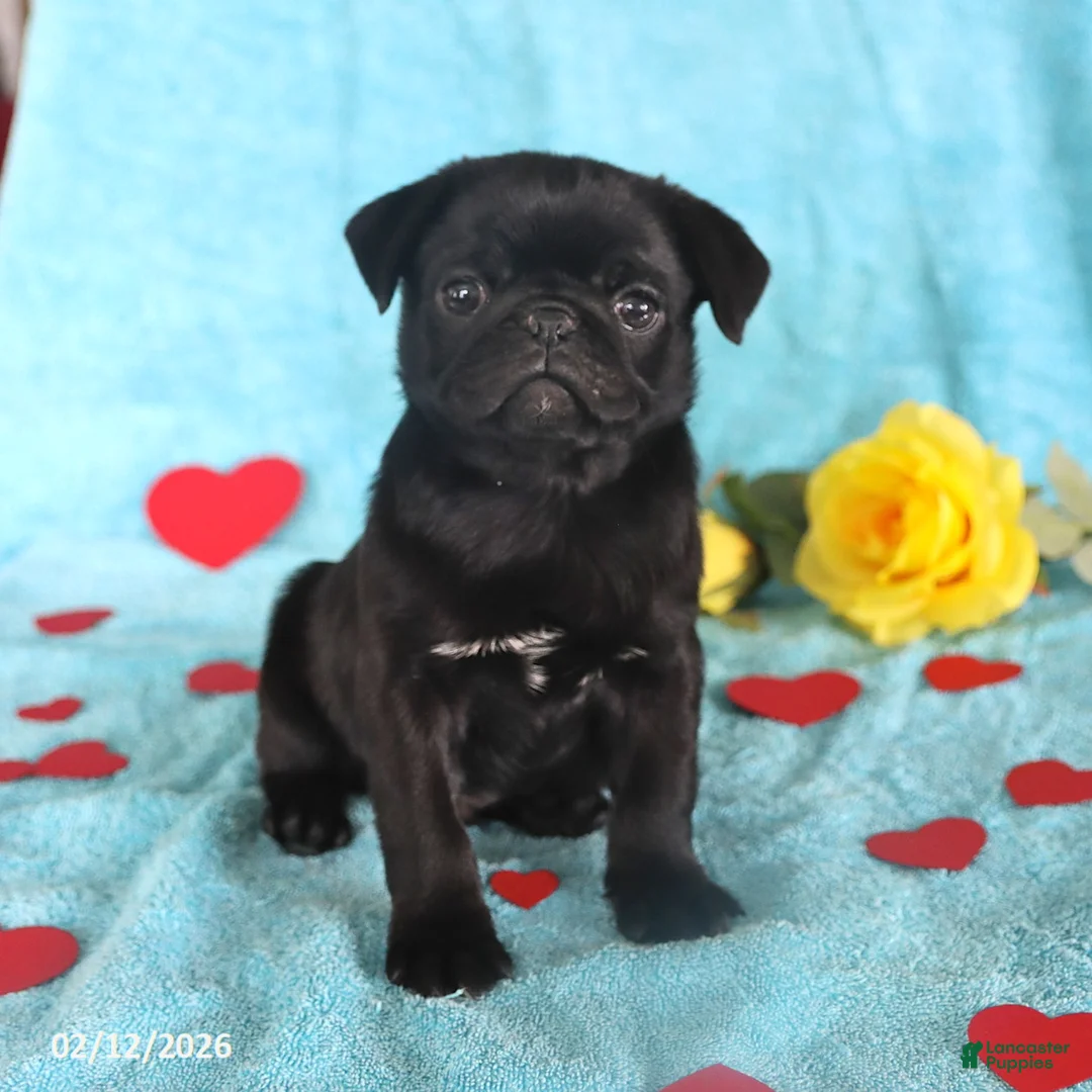 Pug dogs for sale: George - Ad 4