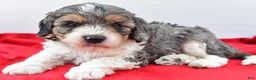 Cavapoo dogs for sale: Harper - Ad 1
