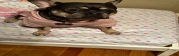 French Bulldog dogs for sale: Enzo Jr. (EJ) - Ad 4