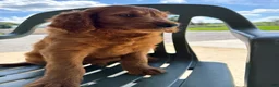 Goldendoodle dogs for sale: Gavin - Ad 10