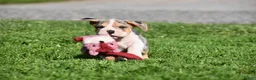 Beabull dogs for sale: Hunter - Ad 14