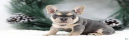 French Bulldog dogs for sale: Kasper - Ad 7