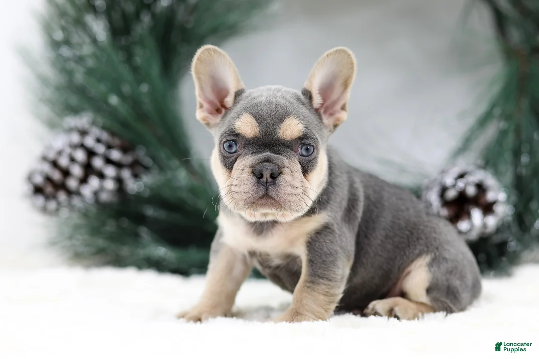 French Bulldog dogs for sale: Kasper - Ad 7