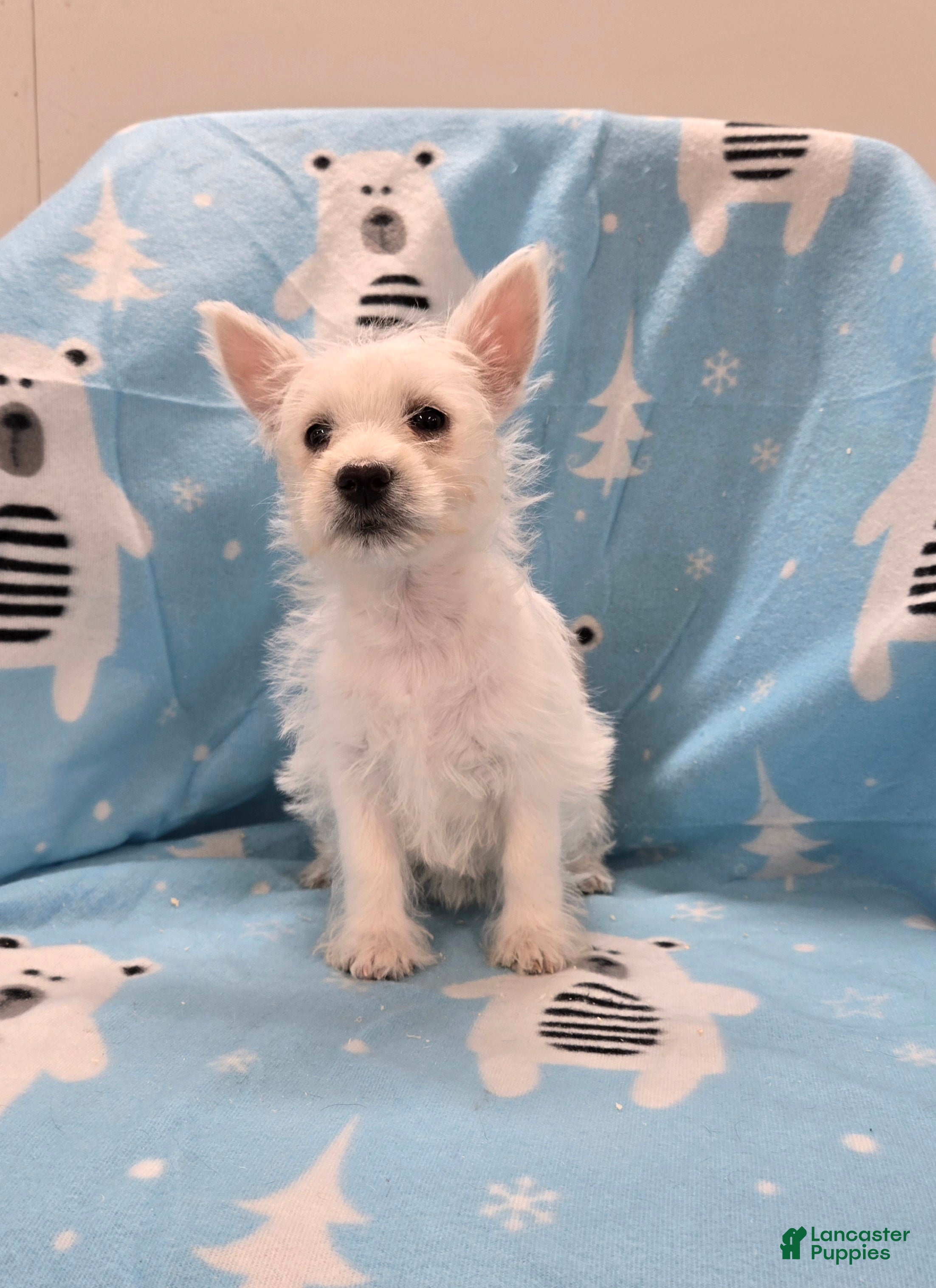 West Highland Terrier dogs Lou - Ad 2