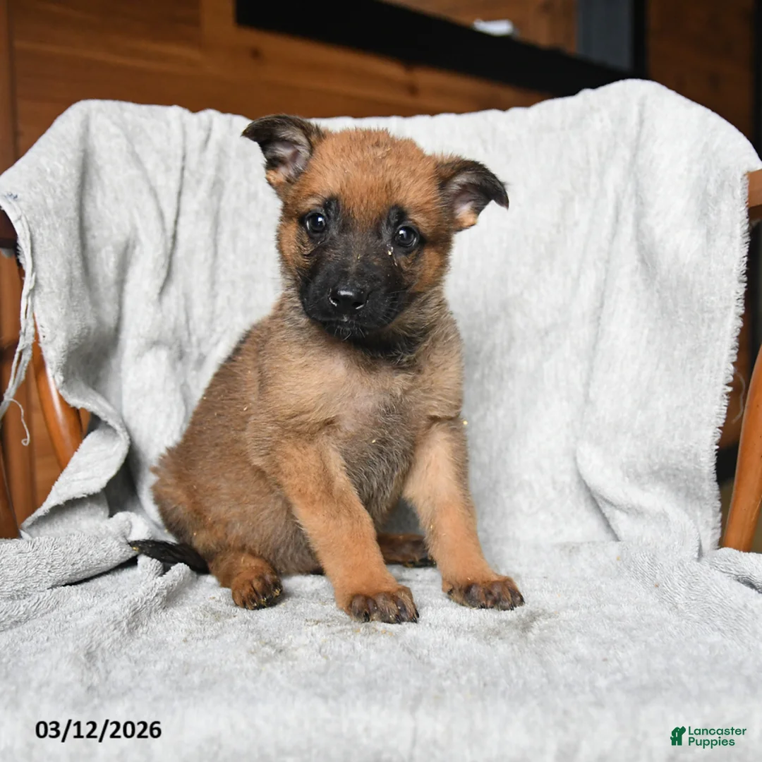 Mixed Breed dogs for sale: Trouper - Ad 2