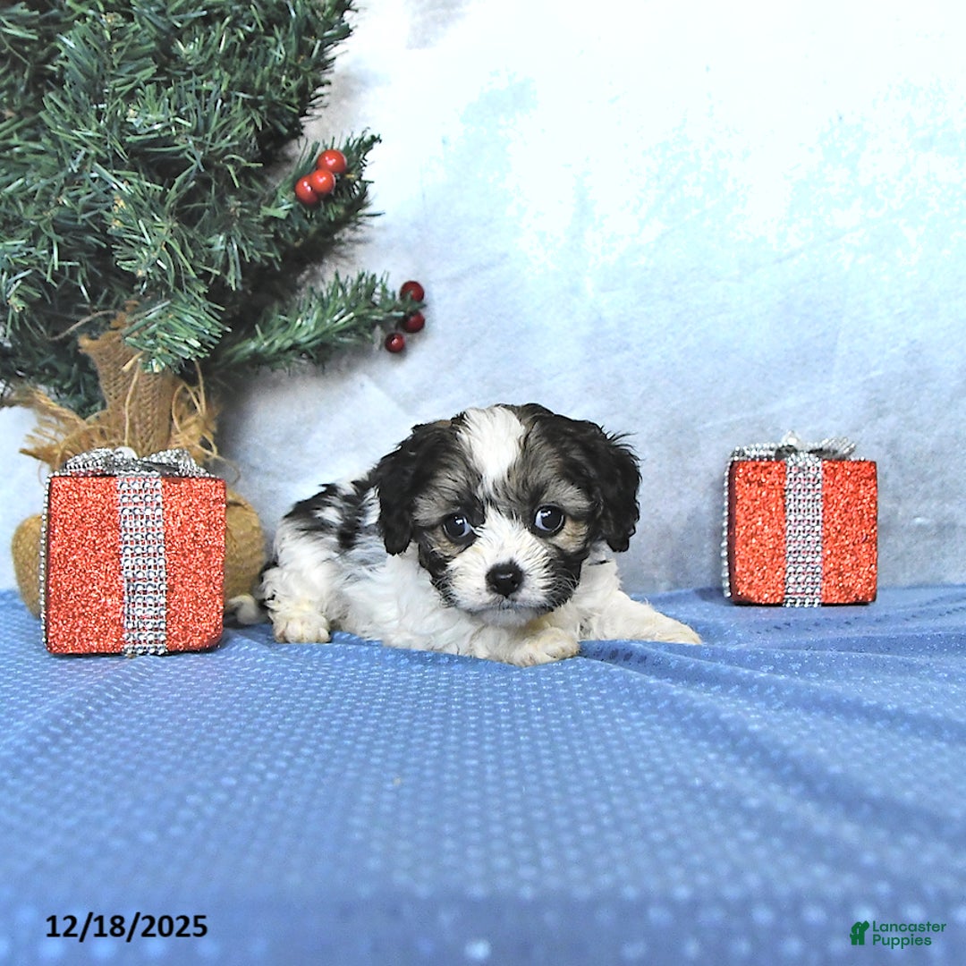 Cavapoo dogs for sale: Addie - Ad 3