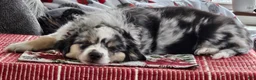 Miniature Australian Shepherd dogs for sale: Miniature Australian Shepherd Puppy 2 - Ad 12