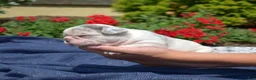 French Bulldog dogs for sale: Parmesan - Ad 2